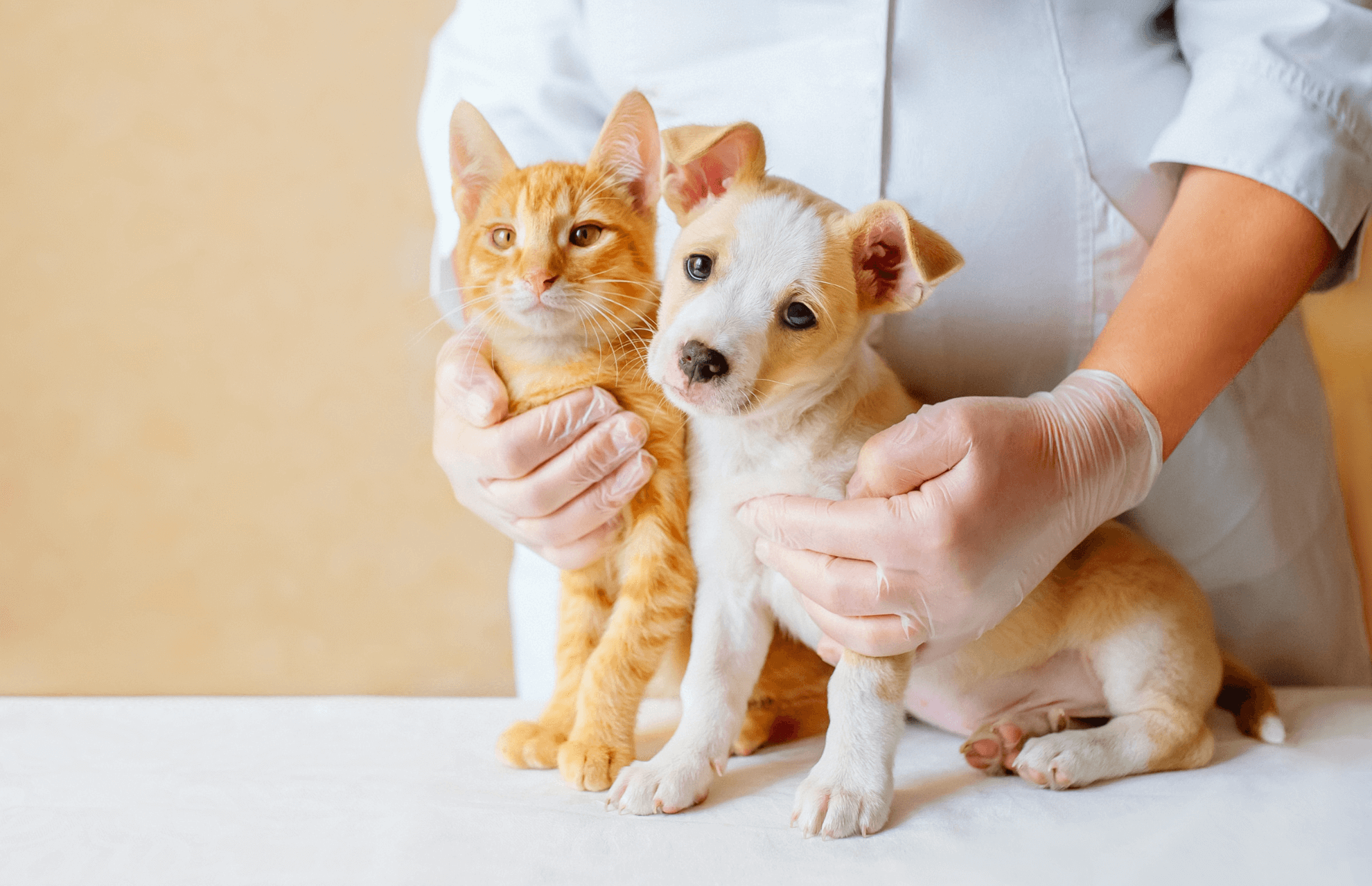 cat and dog with vet
